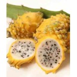 Pitaya : Hylocereus H.megalanthus jaune(Pitaya ou fruit du dragon)