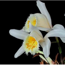 Pléione grandiflora