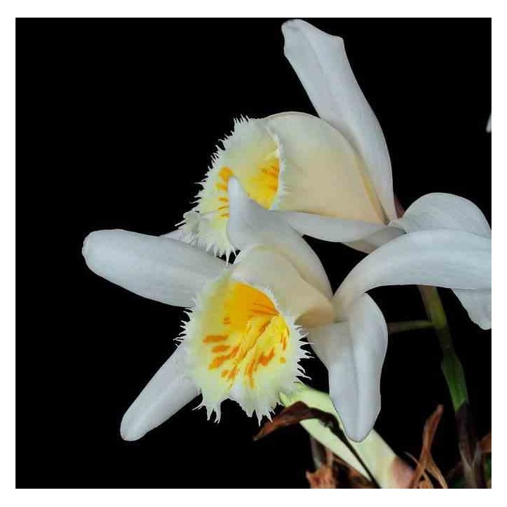 Pléione grandiflora