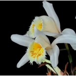 Pléione grandiflora