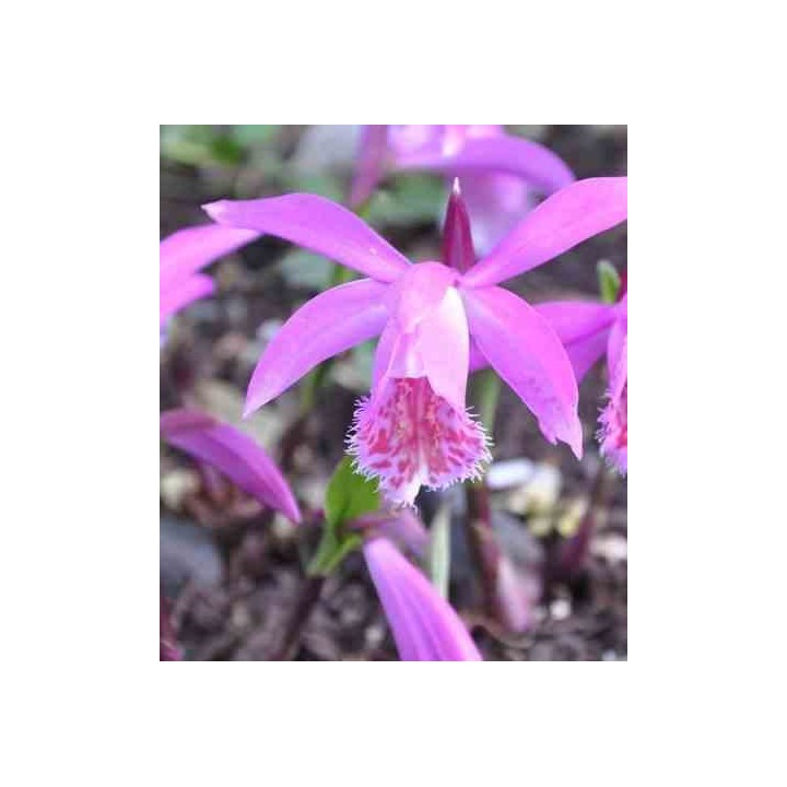 Pléione "tongariro"