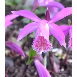 Pléione "tongariro"