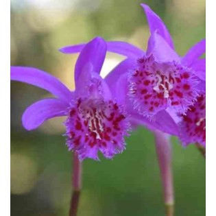 Pléione 'bulbocodiodes'