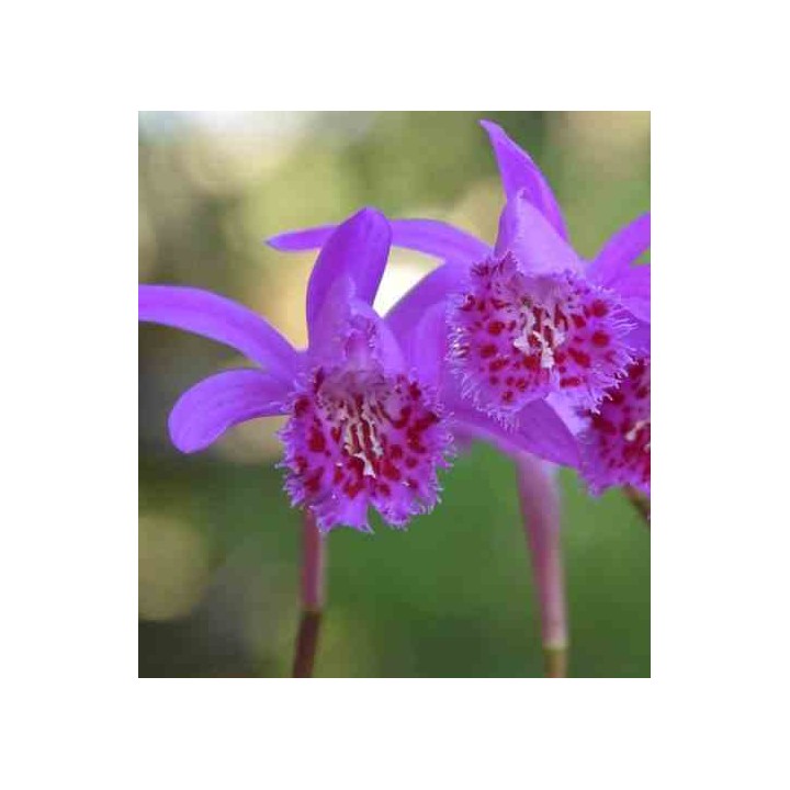 Pléione 'bulbocodiodes'