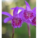 Pléione 'bulbocodiodes'