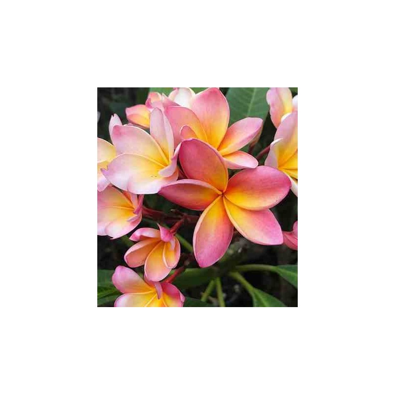 Rose Plumeria rubra (frangipanier)