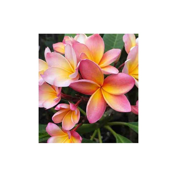 Rose Plumeria rubra (frangipanier)