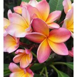 Rose Plumeria rubra (frangipanier)