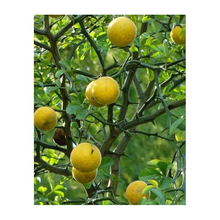 Poncirus trifoliata (citron du nord)