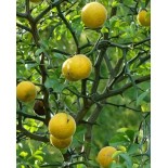 Poncirus trifoliata (citron du nord)