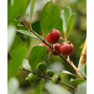 Psidium Cattleianum (Goyavier de Chine et de Montevidéo))