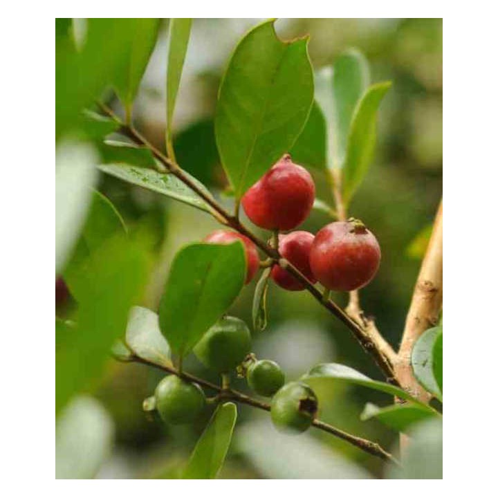 Psidium Cattleianum (Goyavier de Chine et de Montevidéo))