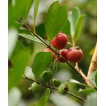 Psidium Cattleianum (Goyavier de Chine et de Montevidéo))