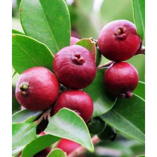Psidium Cattleianum (Goyavier de Chine et de Montevidéo))