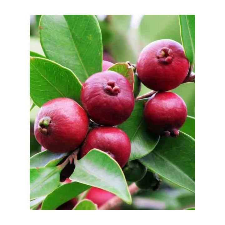 Psidium Cattleianum (Goyavier de Chine et de Montevidéo))
