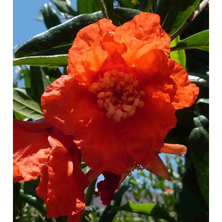 Punica granatum