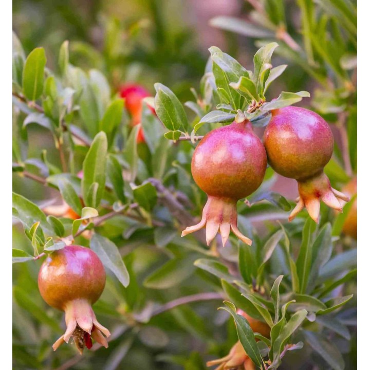 Punica granatum