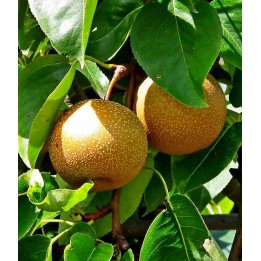 Pyrus pyrifolia