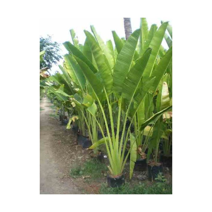 Ravenala madagascariensis (Arbre du voyageur)