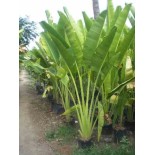 Ravenala madagascariensis (Arbre du voyageur)