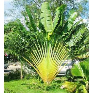 Ravenala madagascariensis (Arbre du voyageur)