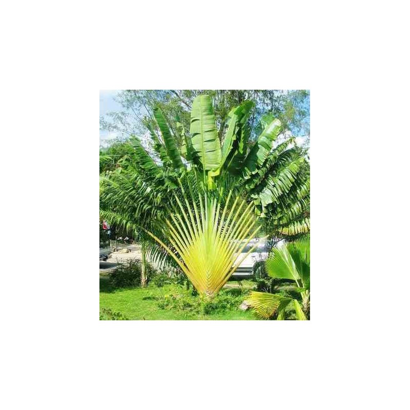 Ravenala madagascariensis (Arbre du voyageur)