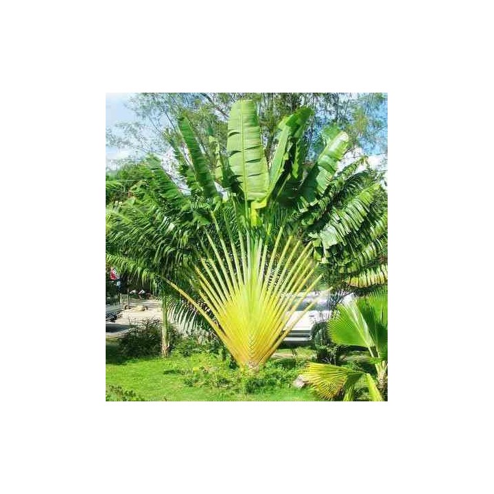 Ravenala madagascariensis (Arbre du voyageur)