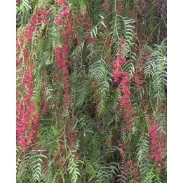 Schinus molle (Faux poivrier, poivre rose)