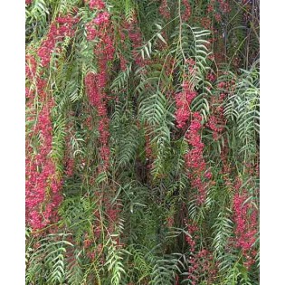 Schinus molle (Faux poivrier, poivre rose)