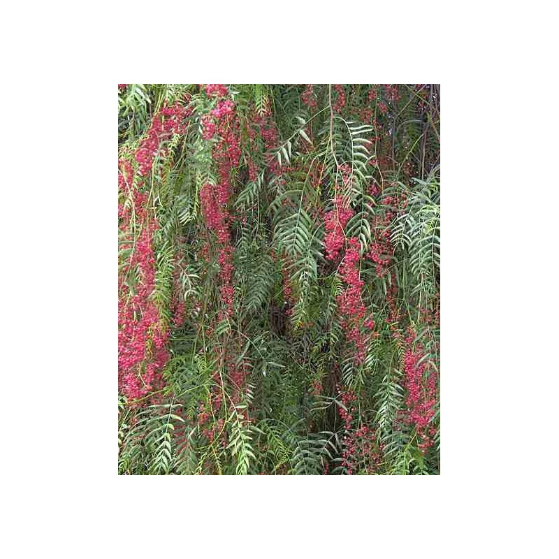 Schinus molle (Faux poivrier, poivre rose)