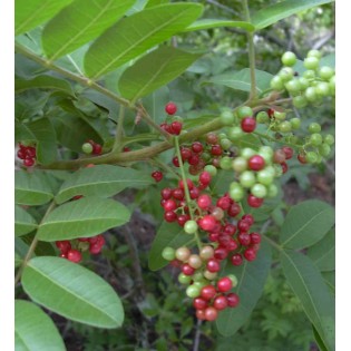 Schinus terebinthifolius