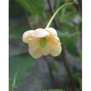 Schisandra grandiflora ( baie aux cing saveurs)