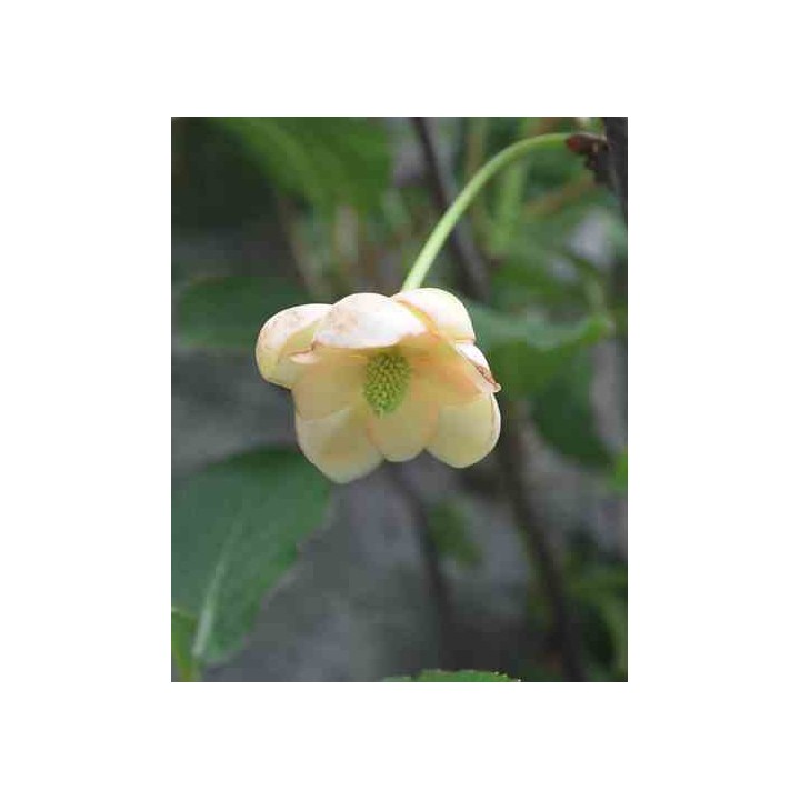Schisandra grandiflora ( baie aux cing saveurs)