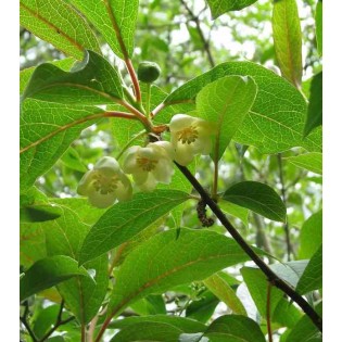 Schisandra grandiflora ( baie aux cing saveurs)