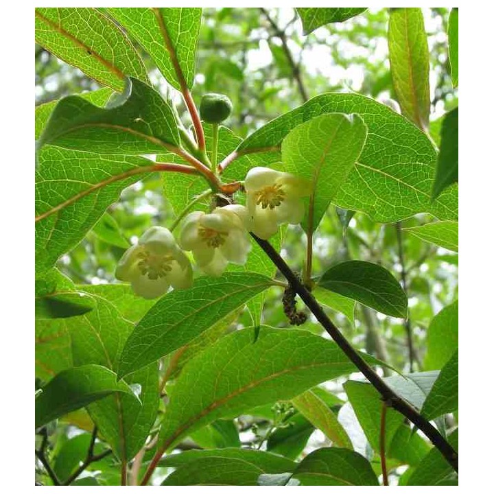 Schisandra grandiflora ( baie aux cing saveurs)