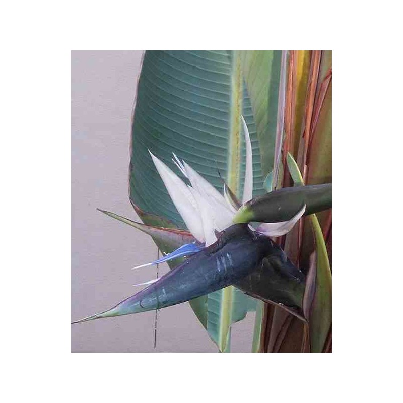 Strelitzia nicolai (Oiseaux du paradis)