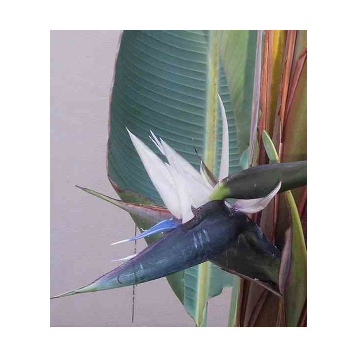 Strelitzia nicolai (Oiseaux du paradis)