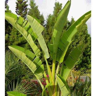 Strelitzia nicolai (Oiseaux du paradis)