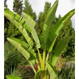 Strelitzia nicolai (Oiseaux du paradis)