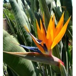 Strelitzia reginae (oiseaux du paradis)