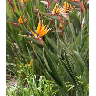 Strelitzia reginae (oiseaux du paradis)