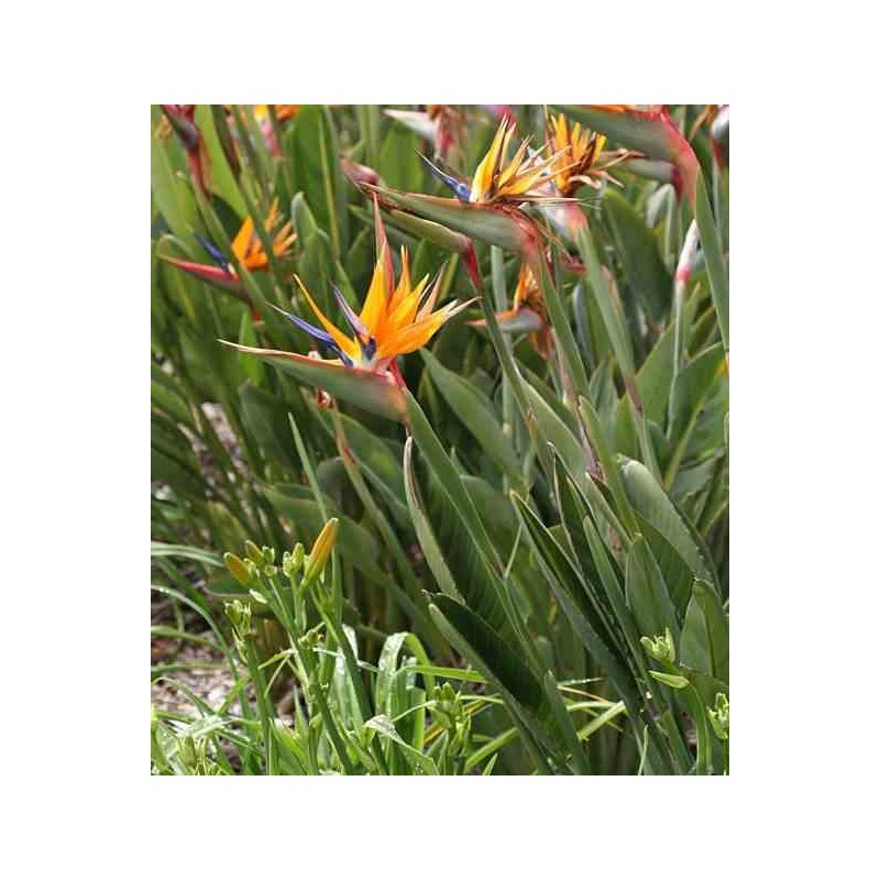 Strelitzia reginae (oiseaux du paradis)