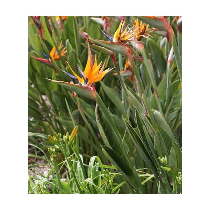 Strelitzia reginae (oiseaux du paradis)