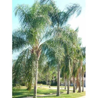 Syagrus romanzoffiana sp. 'Santa Catarina (syn. Arecastrum r.)