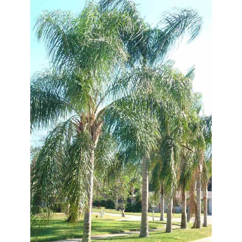 Syagrus romanzoffiana sp. 'Santa Catarina (syn. Arecastrum r.)