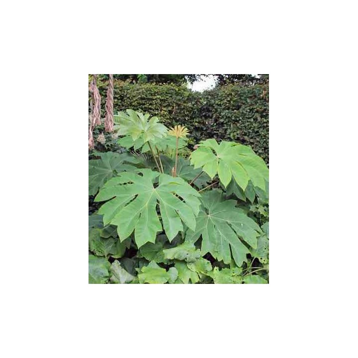 Tetrapanax papyrifer (Arbre à papier de riz)