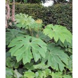 Tetrapanax papyrifer (Arbre à papier de riz)