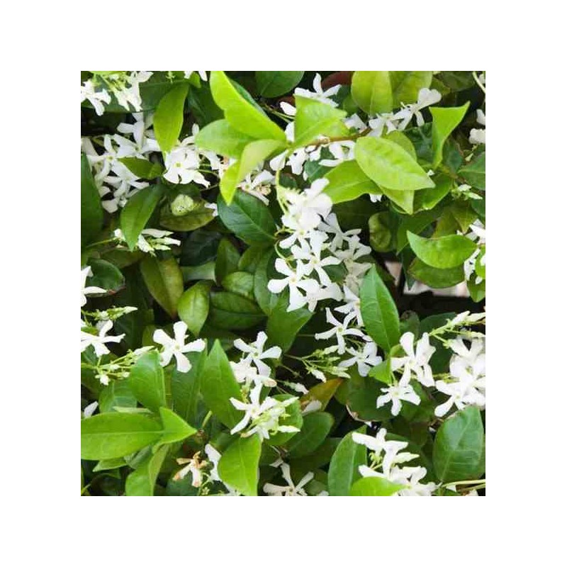 Trachelospermum jasminoïdes