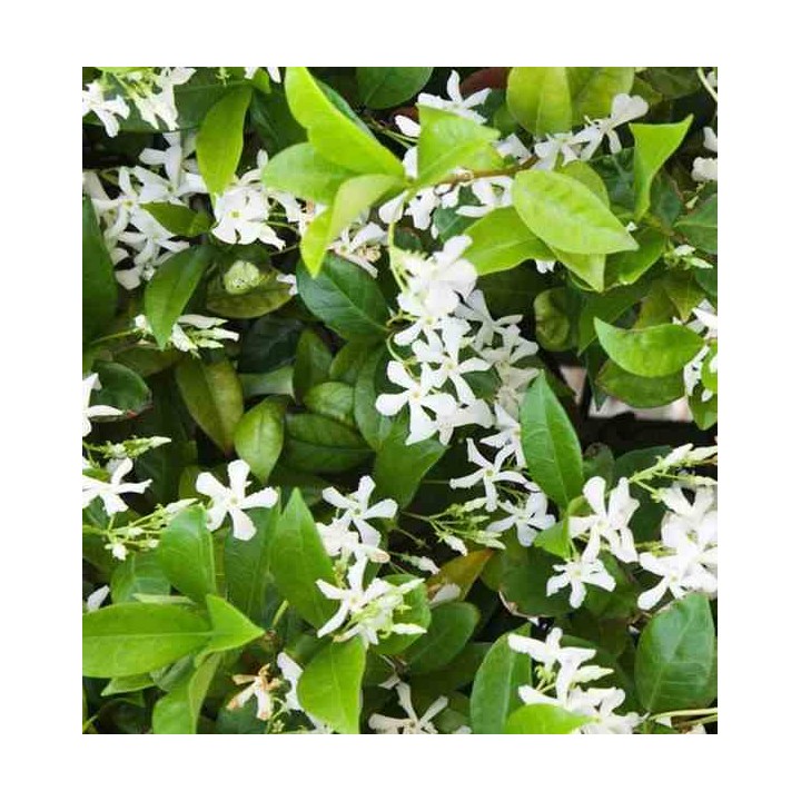 Trachelospermum jasminoïdes