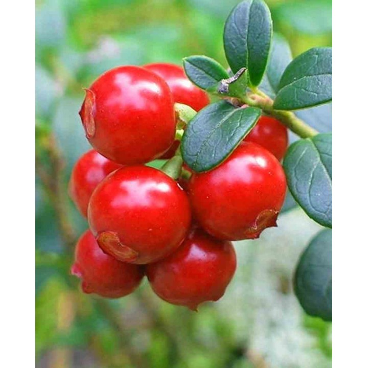 Vaccinium macrocarpon pèlerin (Canneberge, Canneberge)